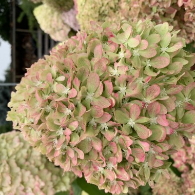Hydrangea Pixio (4)